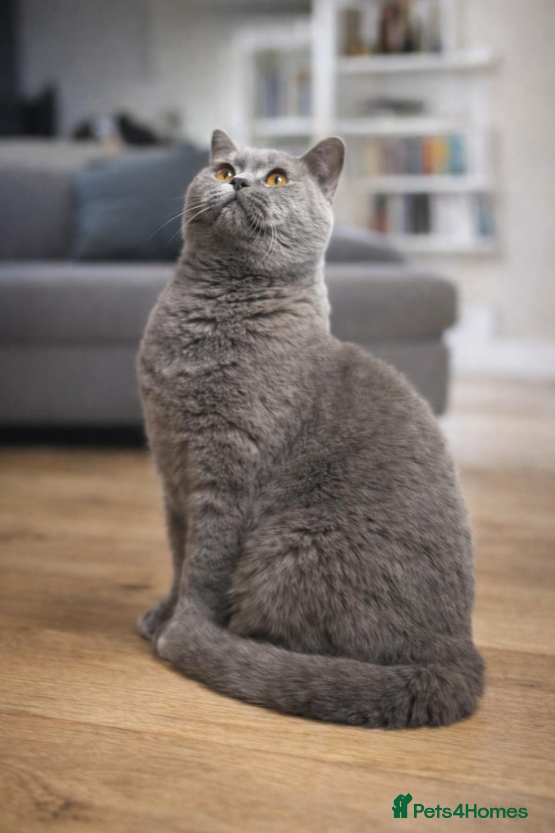 British Shorthair cats for sale: Beautiful British shorthair female  (Active) - Advert 1