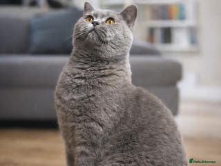 British Shorthair cats Beautiful British shorthair female (Active) - Advert 14
