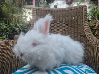 Angora rabbits 💗 READY NOW FULL FACED WHITE GIRL 💗 - Advert 3