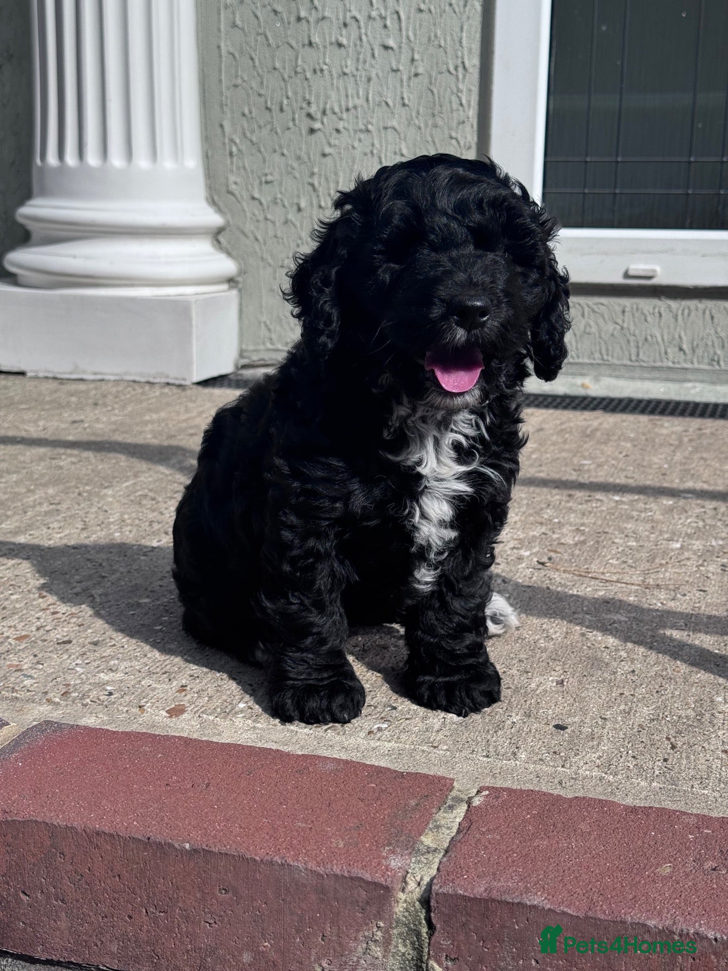 Cockapoo dogs Beautiful Cockapoo puppy, ready for her new home.  - Advert 1