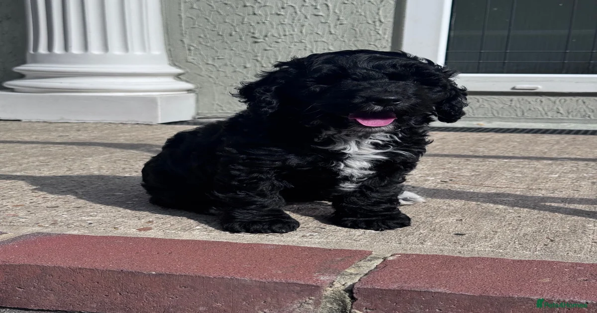 Cockapoo Puppies for sale in England | Pets4Homes