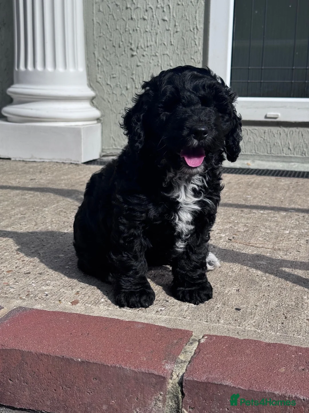 Cockapoo dogs for sale: Beautiful Cockapoo puppy, ready for her new home.  in Sevenoaks - Advert 1