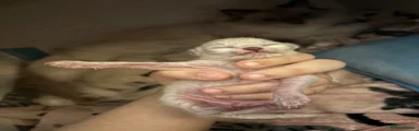 Ragdoll 3