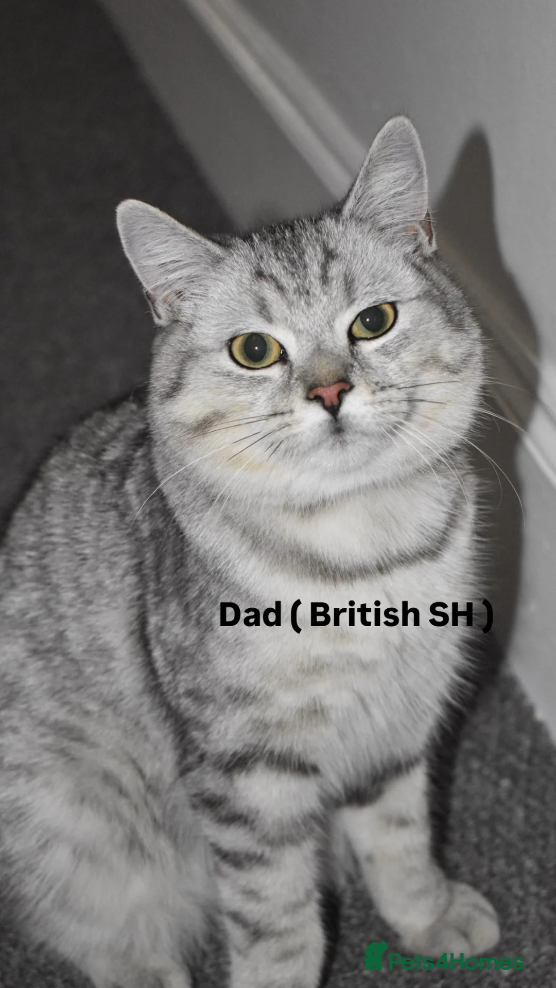 Mixed Breed cats for sale: Half BRITISH SH half Scottish fold mixedbreed girl in London - Advert 2