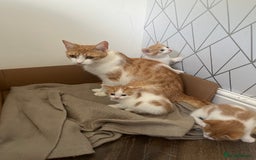 British Shorthair cats for sale: Gorgeous litter of kittens  - Image 6