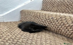 Exotic cats for sale: Kitten for sale - Image 7