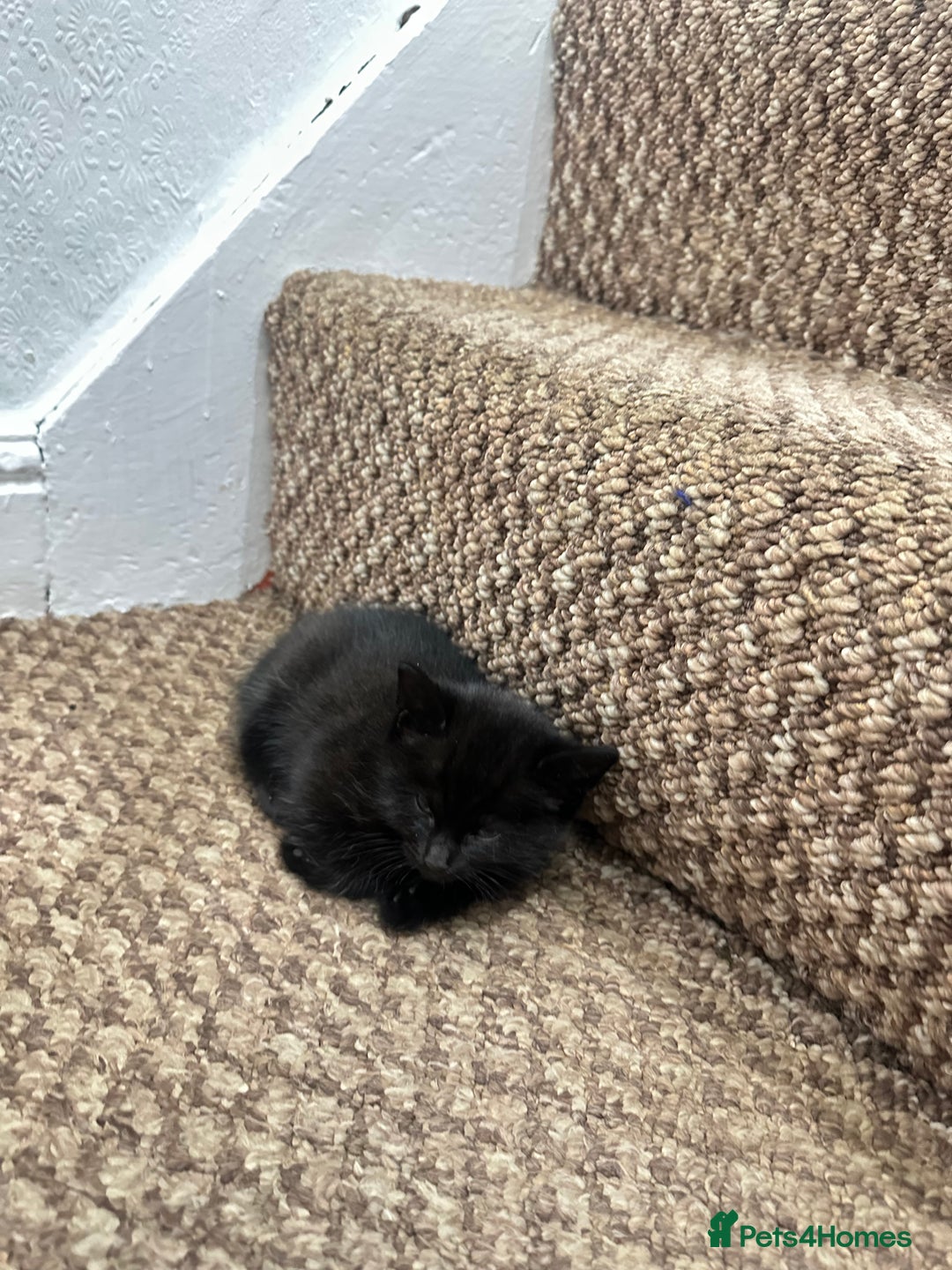 Exotic cats for sale: Kitten for sale - Image 7