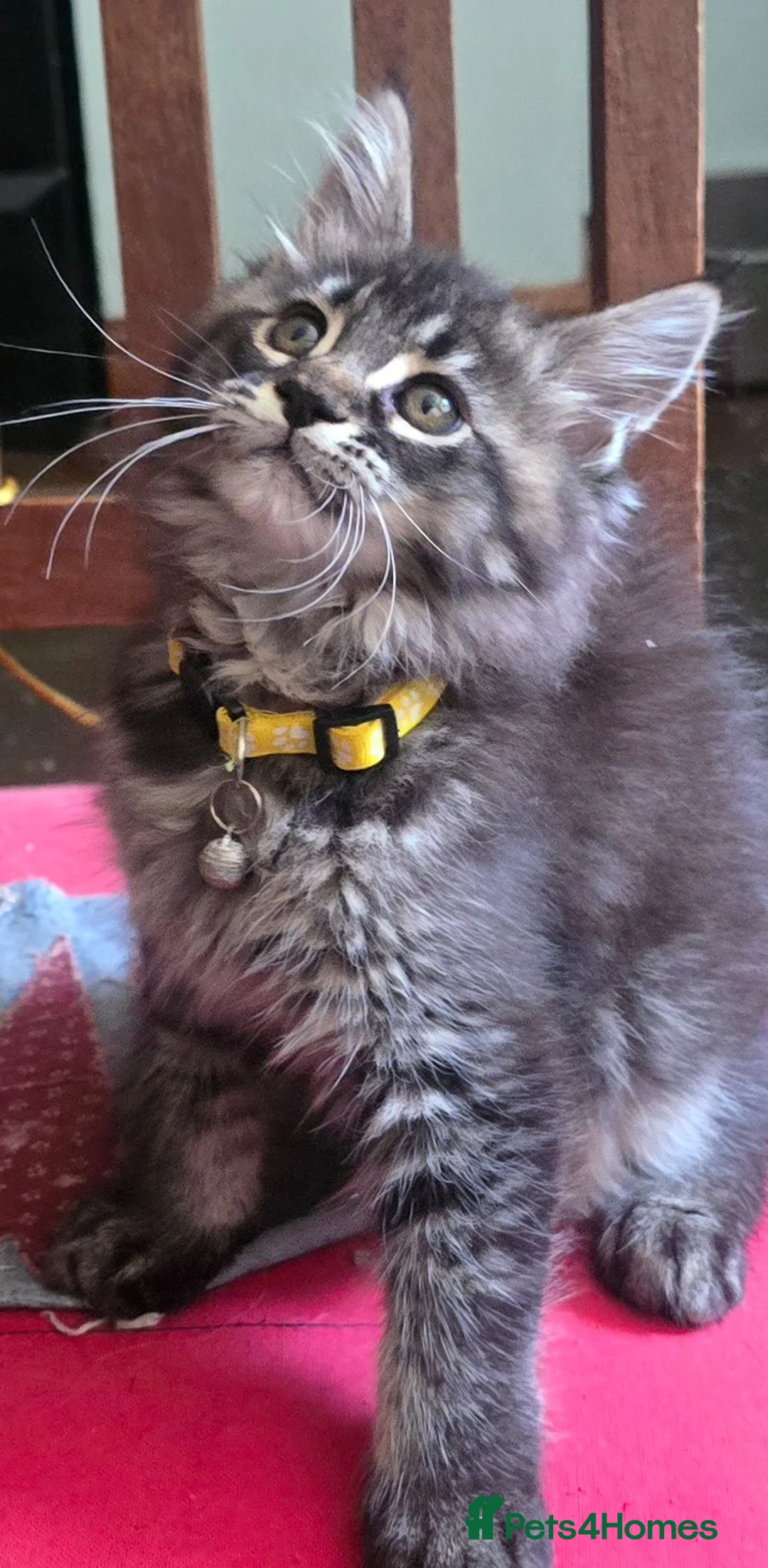 Maine Coon cats for sale: Big Strong Maine Coon Kittens - Advert 40