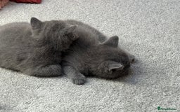 Russian Blue cats for sale: ***Beautiful Russian Blue Kittens*** - Image 4