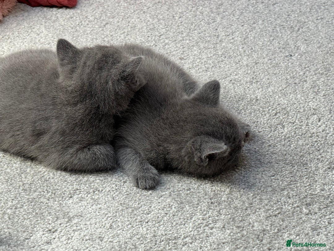 Russian Blue cats for sale: ***Beautiful Russian Blue Kittens*** - Image 4