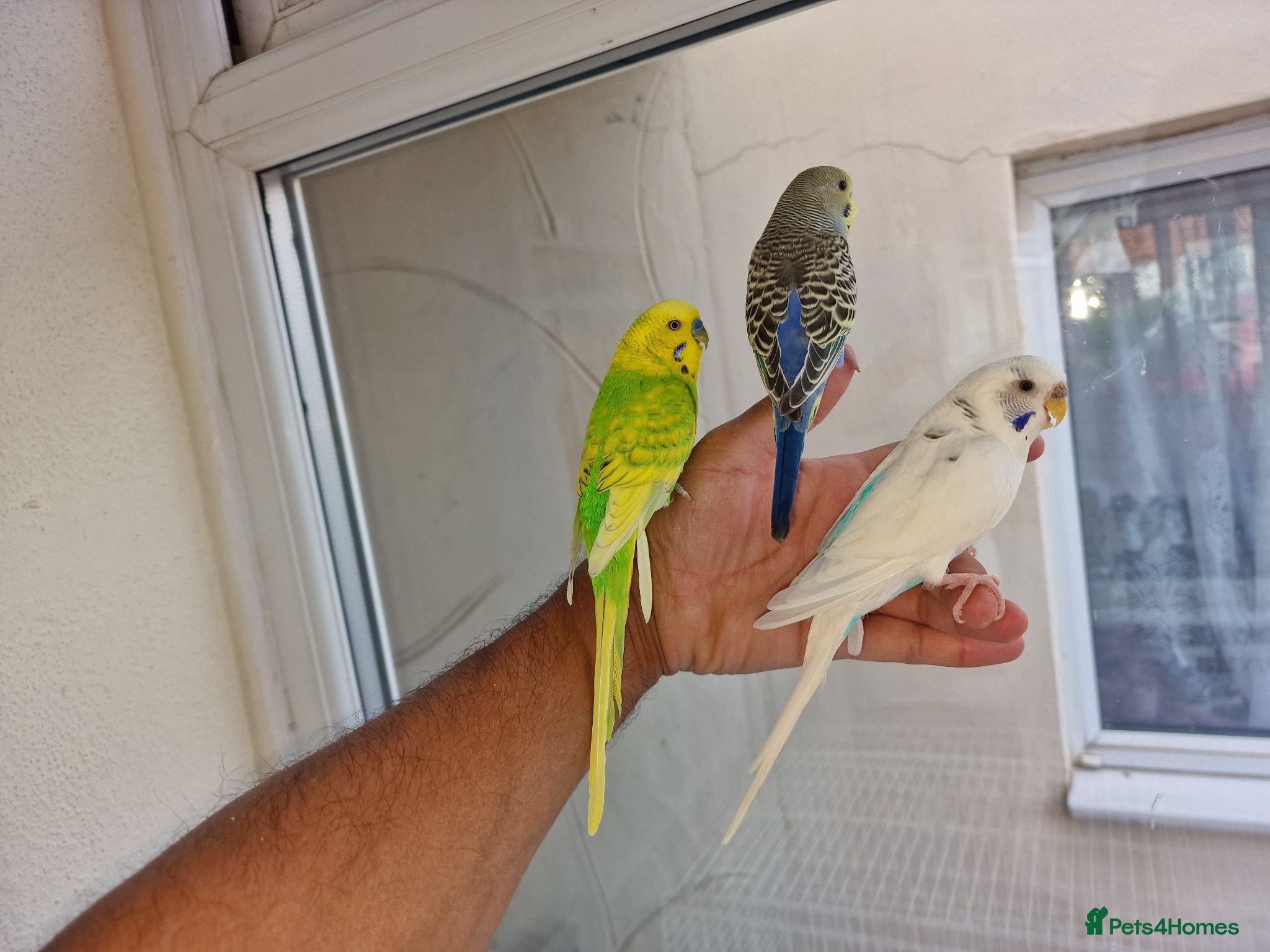 Budgerigars birds Super silly hand tamed baby budgies  - Advert 15