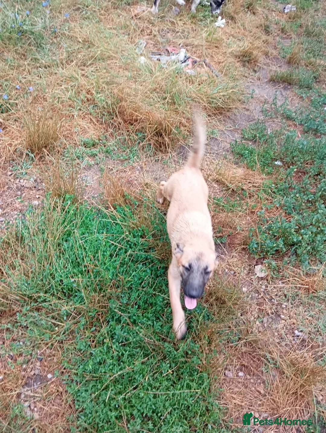 Mixed Breed dogs for adoption: Pixie - North Walsham Norfolk in North Walsham - Advert 13