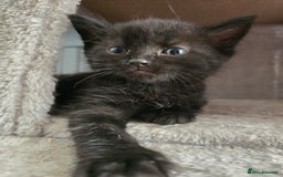 Domestic Shorthair cats for sale: 3 Adorable Kittens - Image 12