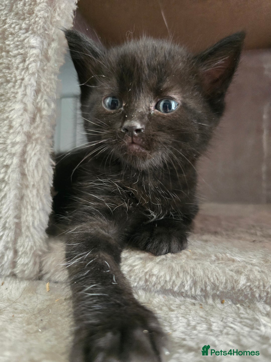 Domestic Shorthair cats for sale: 3 Adorable Kittens - Image 12