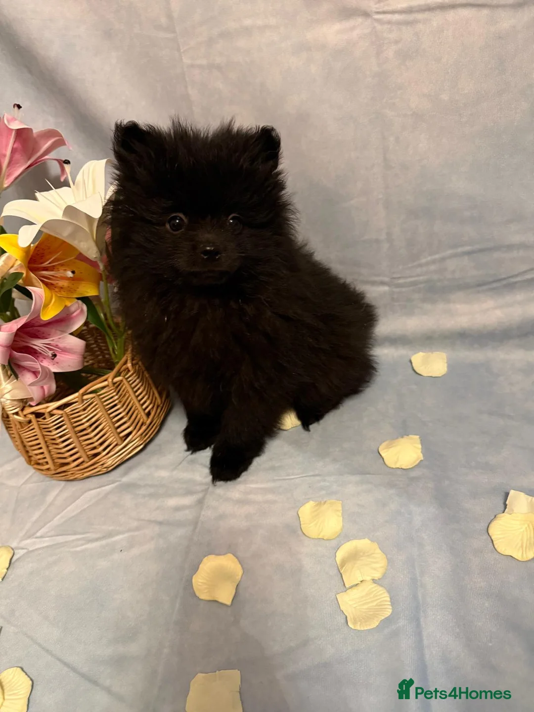 Pomeranian dogs for sale: Pomeranian puppies - Advert 9