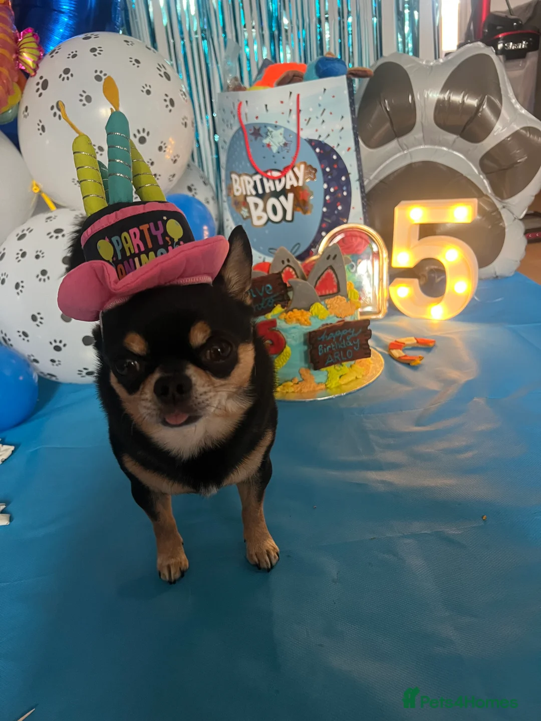 Chihuahua dogs for stud: Tri colour chi - Proven stud in Middlesbrough - Advert 3