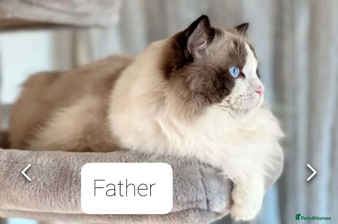 Ragdoll cats for sale: Stunning TICA Registered Ragdoll Kittens  - Advert 14