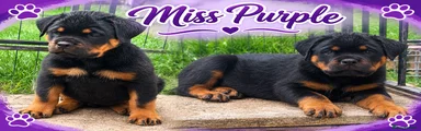 Miss Purple