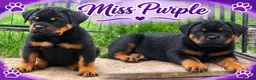 Rottweiler dogs for sale: ⭐️ Outstanding Rottweiler Puppies ⭐️ - Advert 4