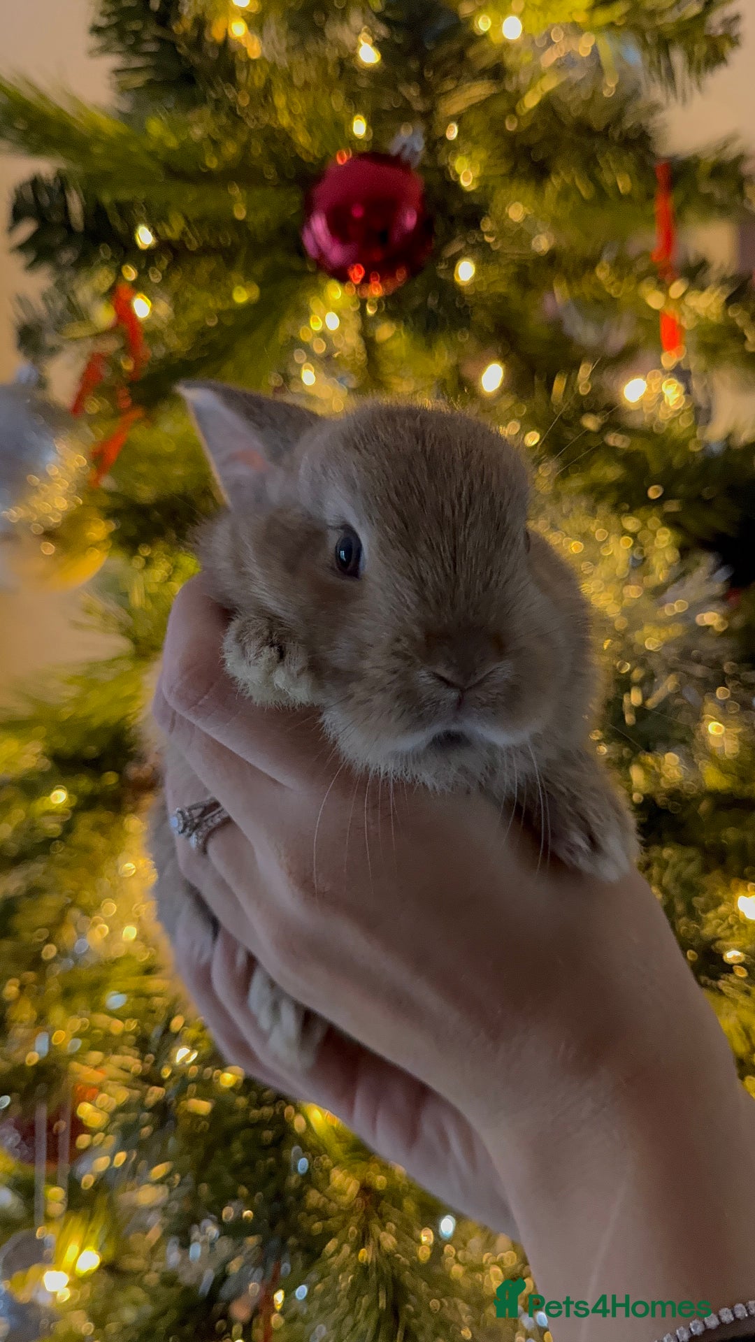 Mini Lop rabbits for sale: Mini French Lop Bunnies - Advert 7
