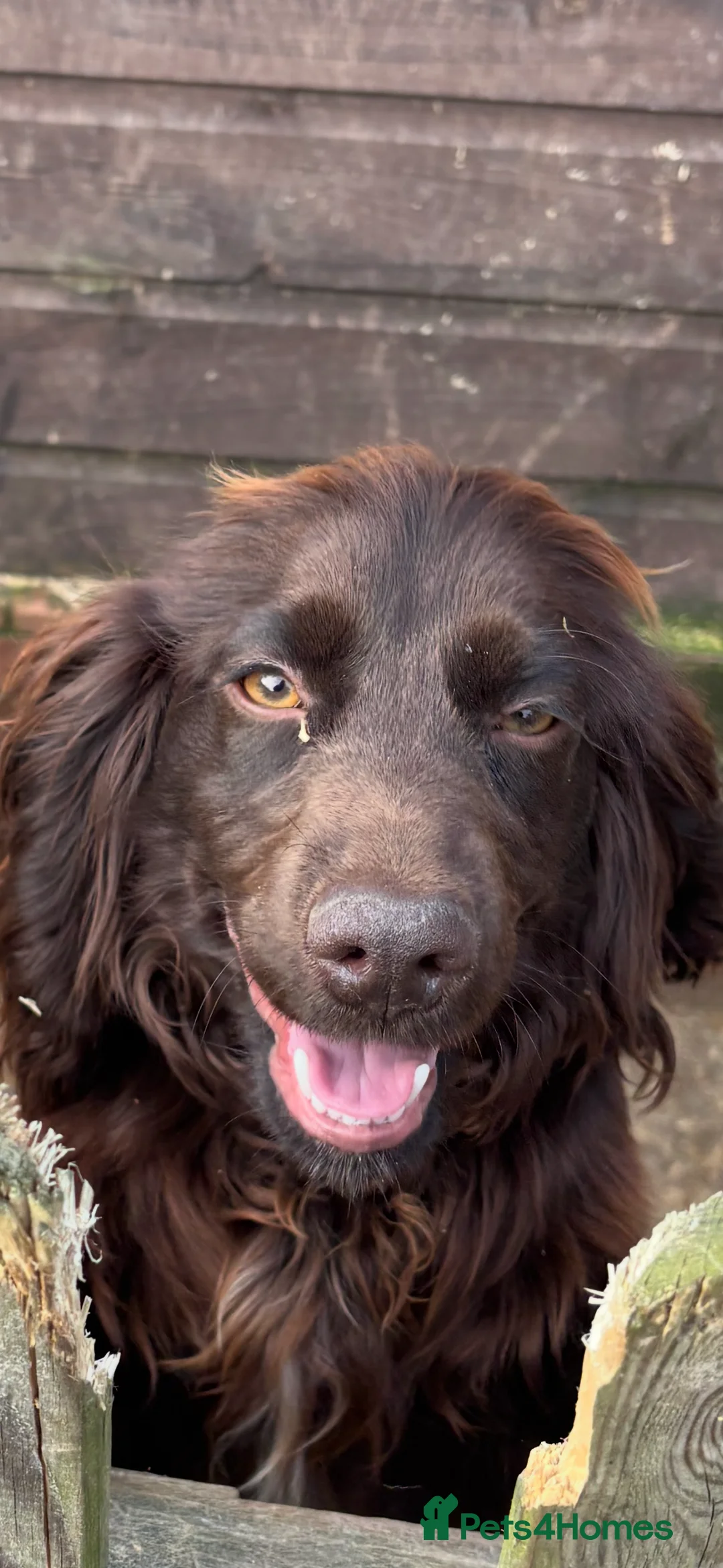 Cocker Spaniel dogs for sale: Cocker spaniel bitch  - Advert 1