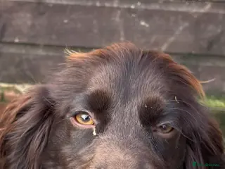 Cocker Spaniel dogs Cocker spaniel bitch - Advert 1