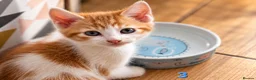 Mixed Breed cats for sale: 🐾 6 Adorable & Playful Kittens - 1 Girl & 5 Boys - Advert 3