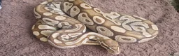 Python Snake reptiles for sale: Royal Python (Ball Python) - Advert 3