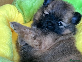 Pomeranian dogs Gorgeous Fluffy Pomeranian Puppies - 1 Boy - Advert 3