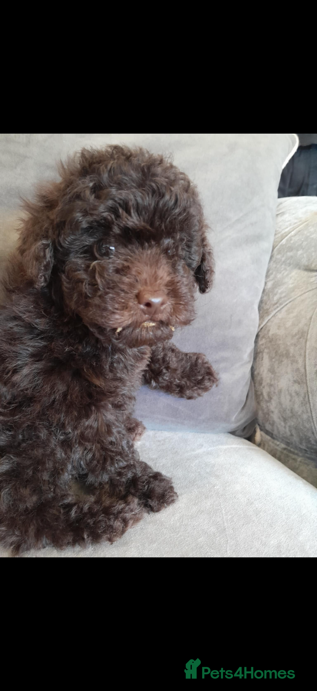 Toy Poodle dogs for sale: Kc reg Toy poodles - Image 7