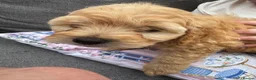 Cockapoo dogs for sale: Stunning Cockapoo puppies  - Advert 7