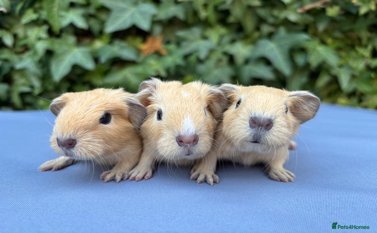 Guinea Pig rodents - Advert 3