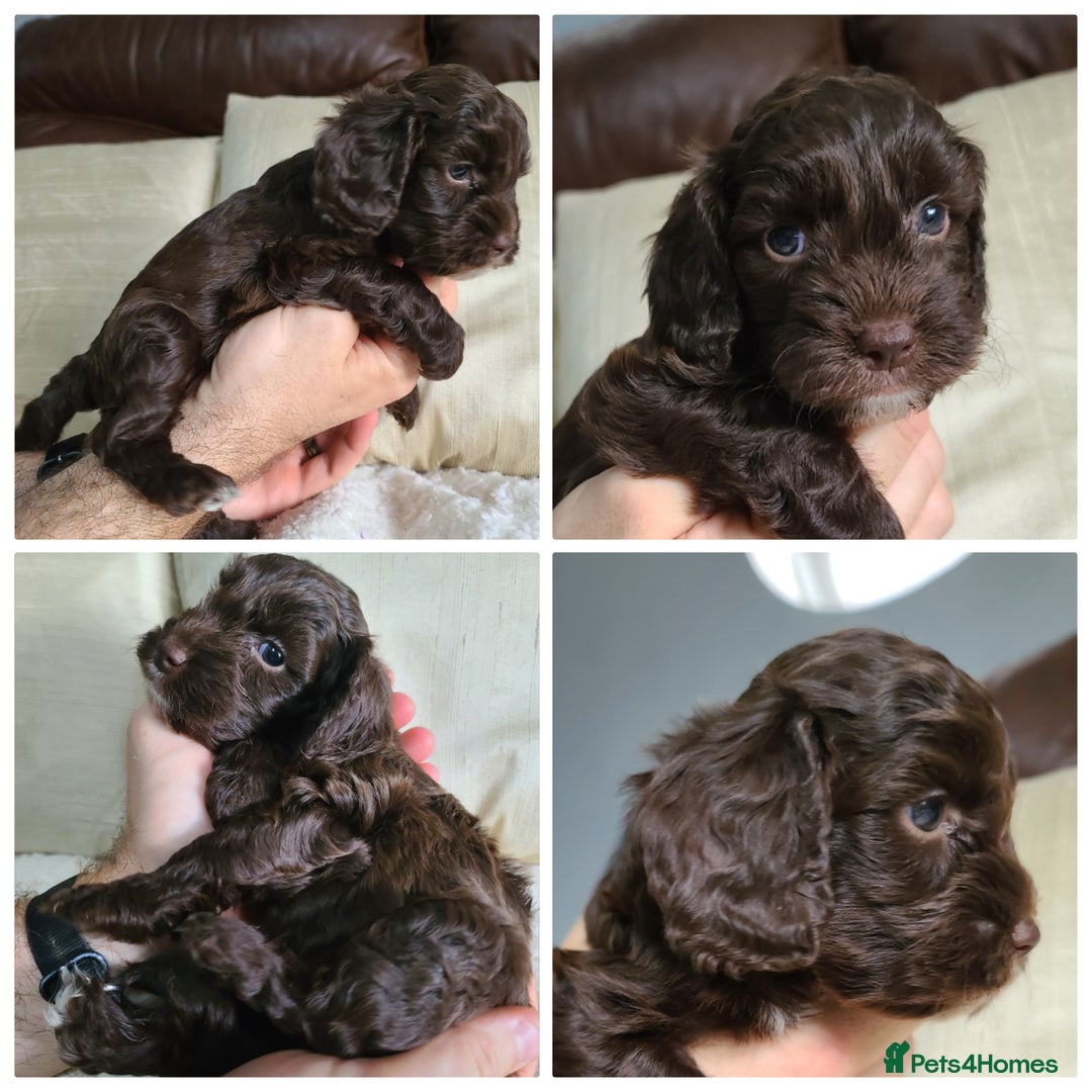 Cockapoo dogs for sale: F1 Cockapoo Puppies. Thick Coats. DNA tested - Image 8