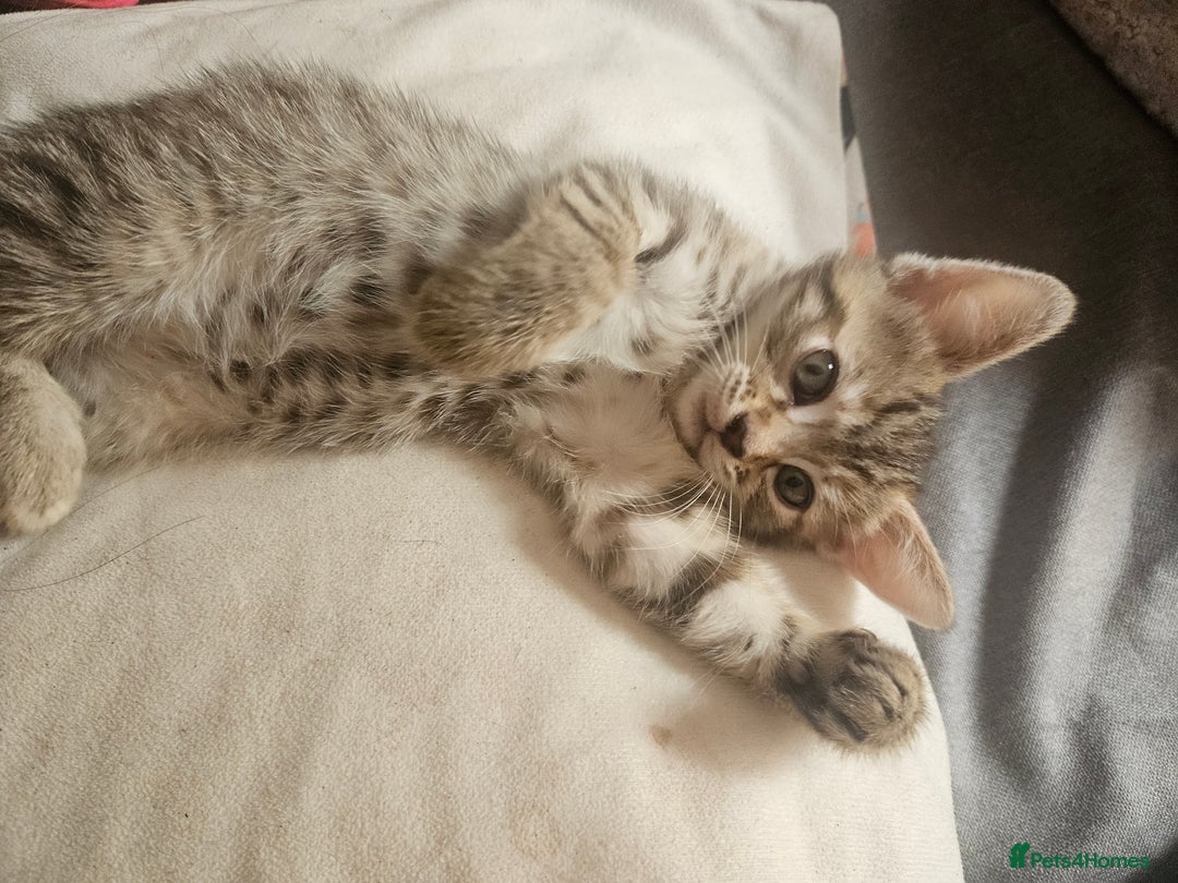 Mixed Breed cats for sale: Bengal cross kittens. 4 left!!! - Image 16