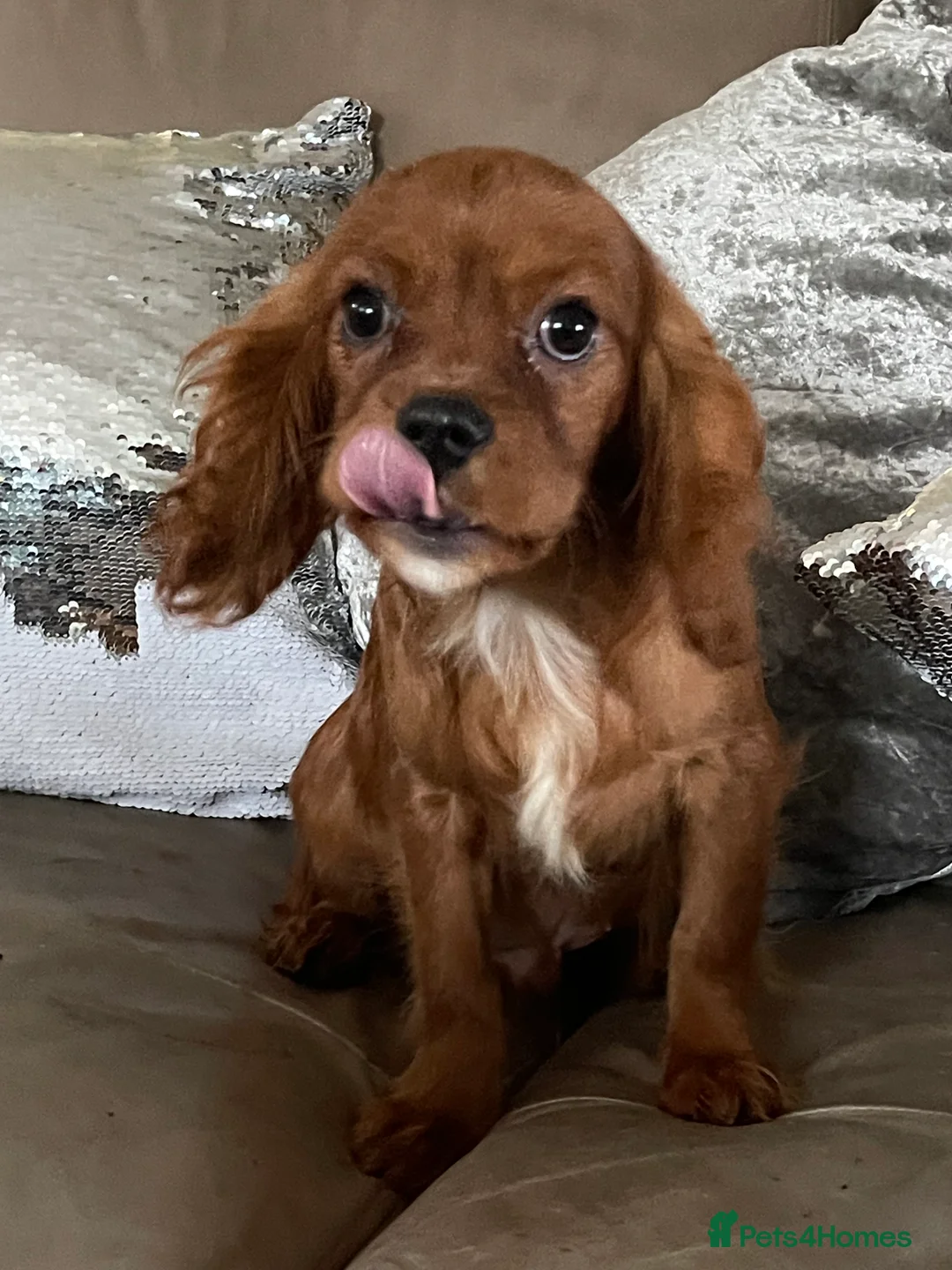 Cavalier King Charles Spaniel dogs for sale: Cavalier Ruby red male KC Registered - Advert 3