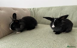 Mini Lion Lop rabbits for sale: Adorable Mini Lion Lops - Image 3
