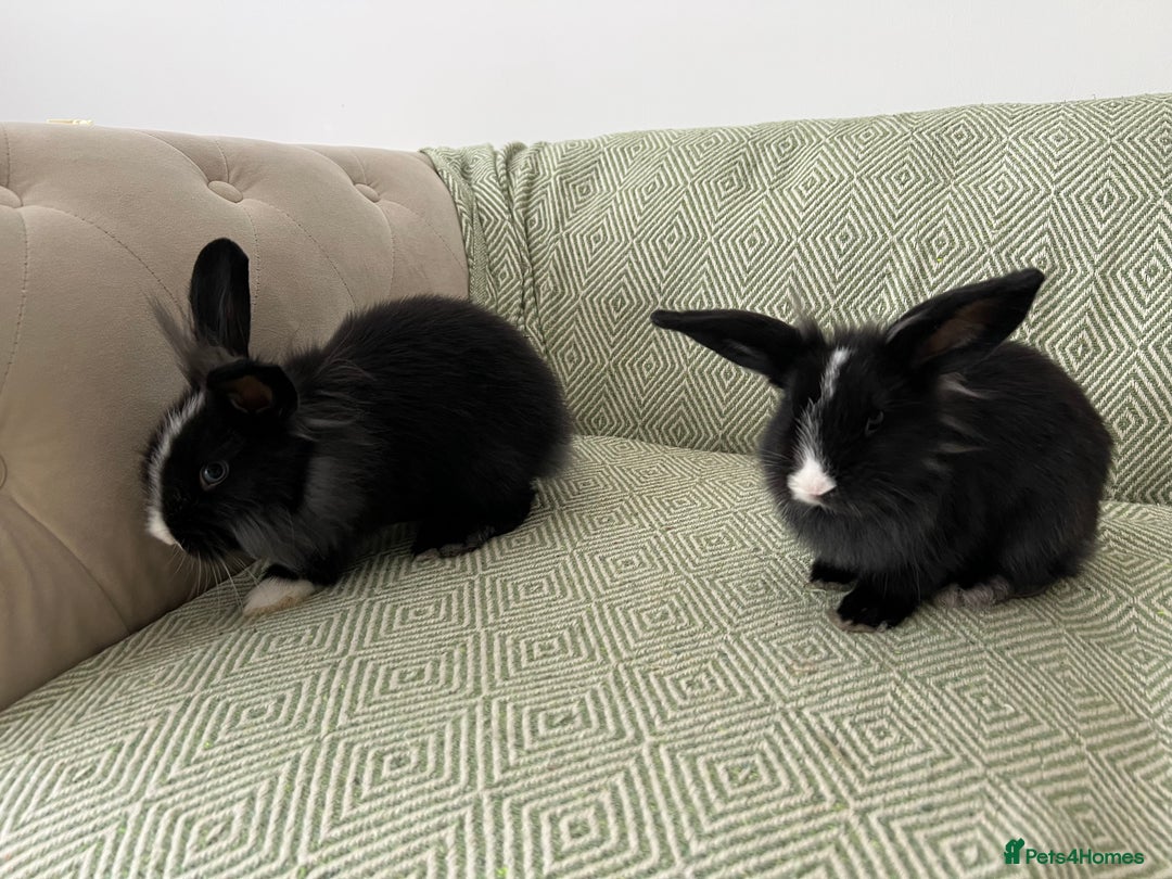 Mini Lion Lop rabbits for sale: Adorable Mini Lion Lops - Image 3