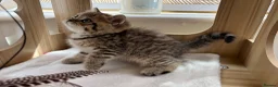 British Shorthair cats for sale: 🏆😍 Irresistible Golden Chinchilla’s Mini BSH🏆😍 - Advert 19