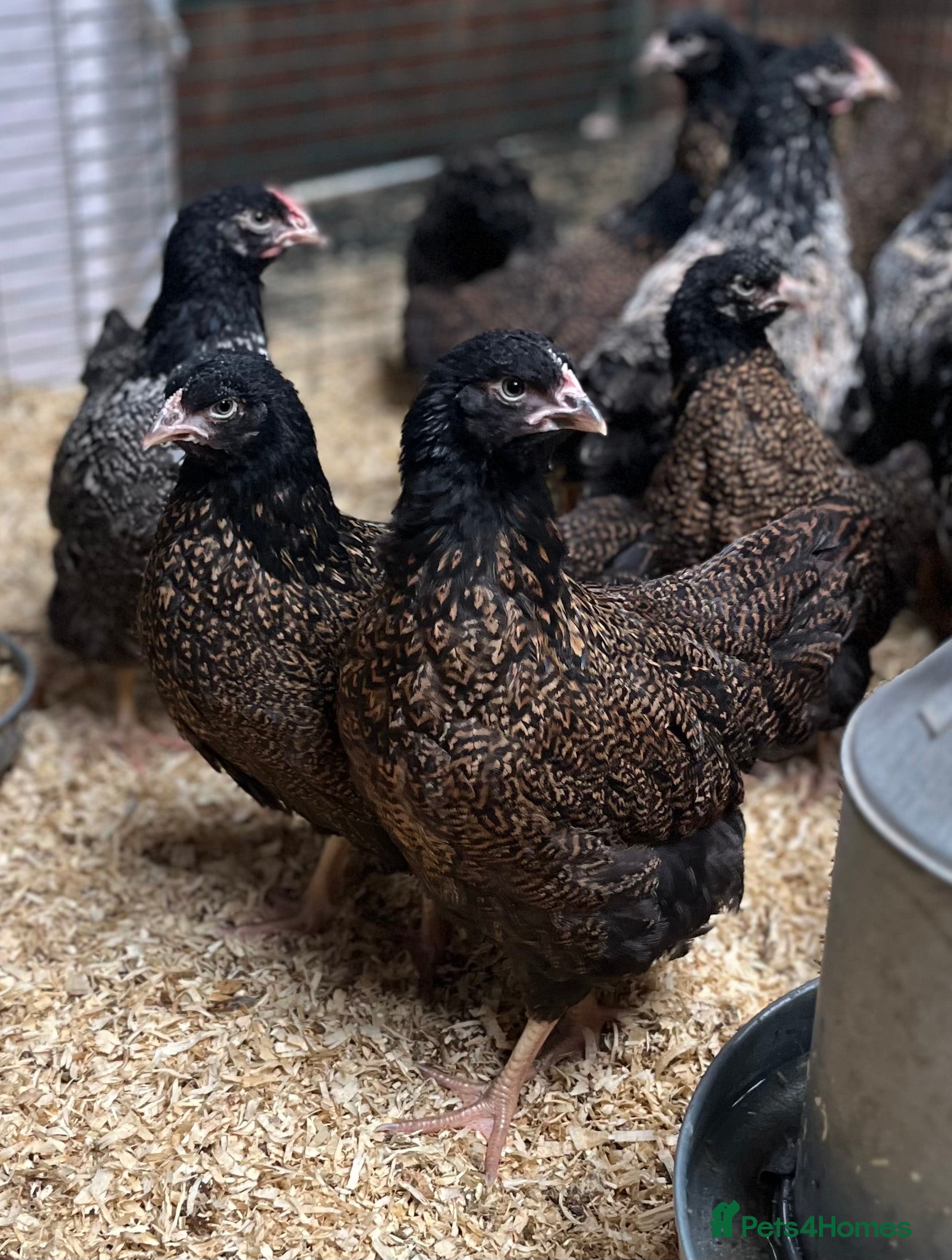 Chickens poultry Double laced barnevelders - Advert 1