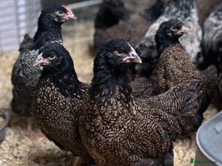 Chickens poultry Double laced barnevelders - Advert 18