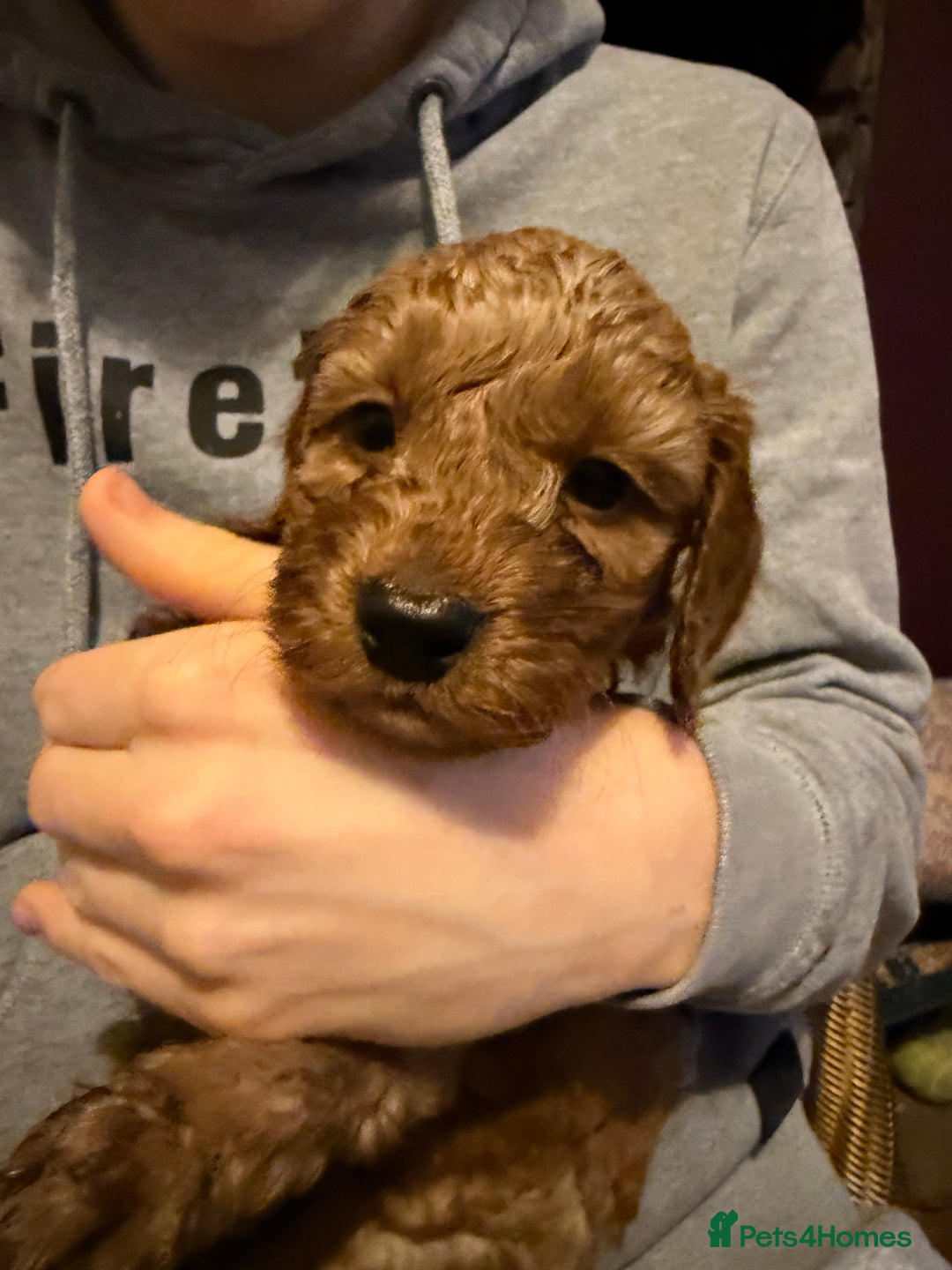 Cockapoo dogs for sale: Cockatoo puppies - Advert 2