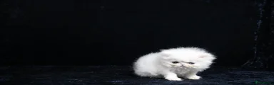 Persian 4