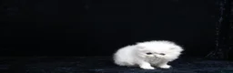 Persian cats for sale: 4 x white/black persian boy kittens - Advert 4