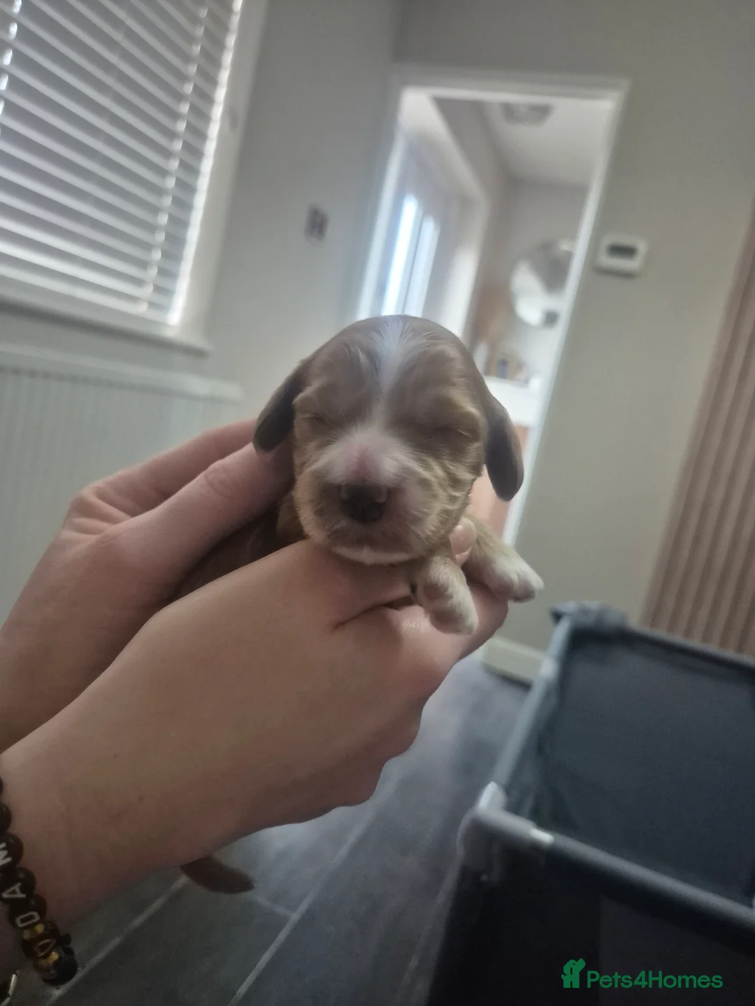 Cockapoo dogs for sale: Beautiful cockapoo puppies - Advert 13