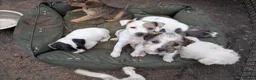 Jack Russell dogs for sale: Jack Russell puppies  in Dundee - Advert 4