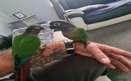 Conures birds for sale: Green Cheek Conure  - Image 6
