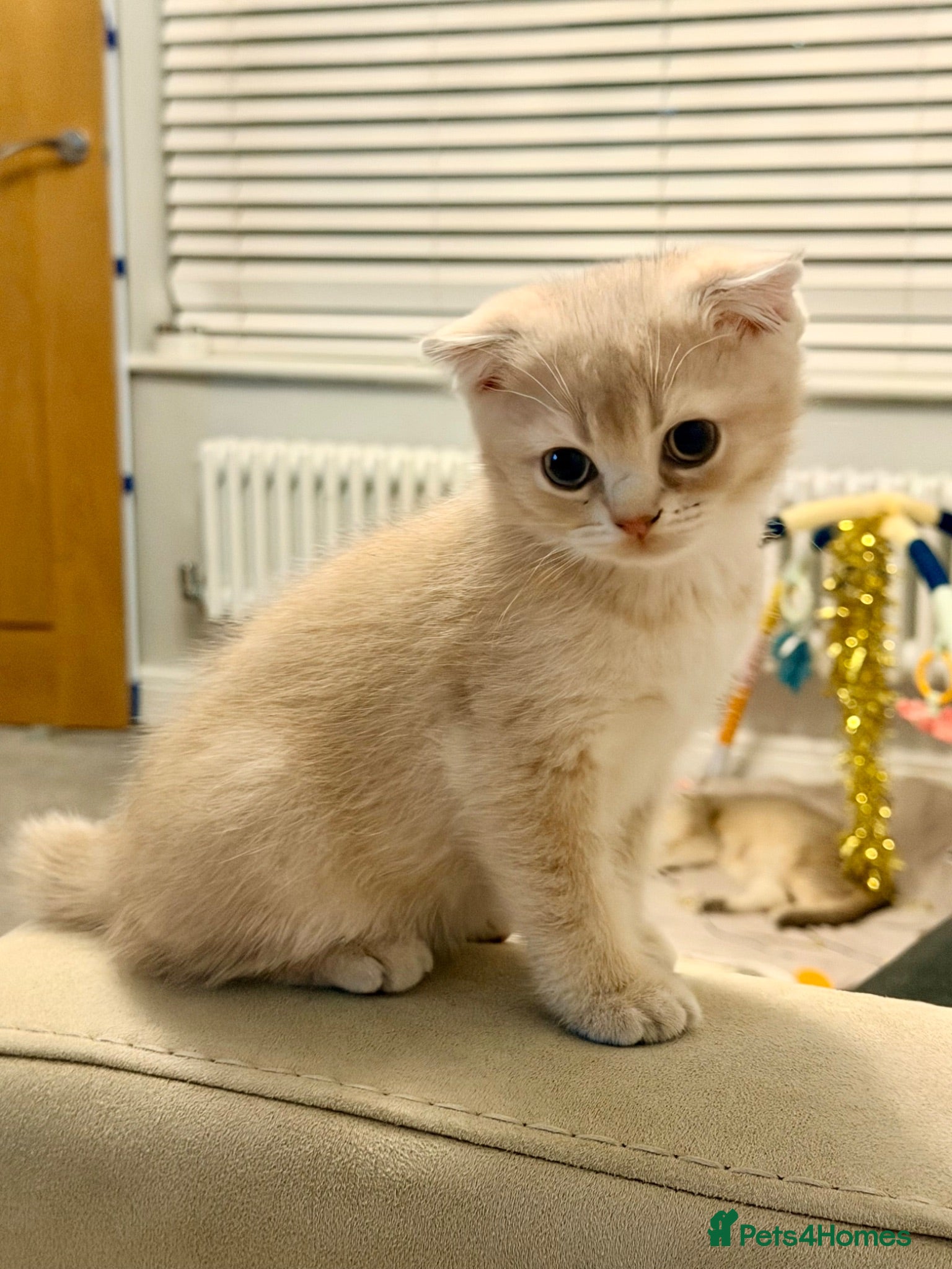 Scottish Fold cats **Price Drop** **TICA registered** - Advert 2