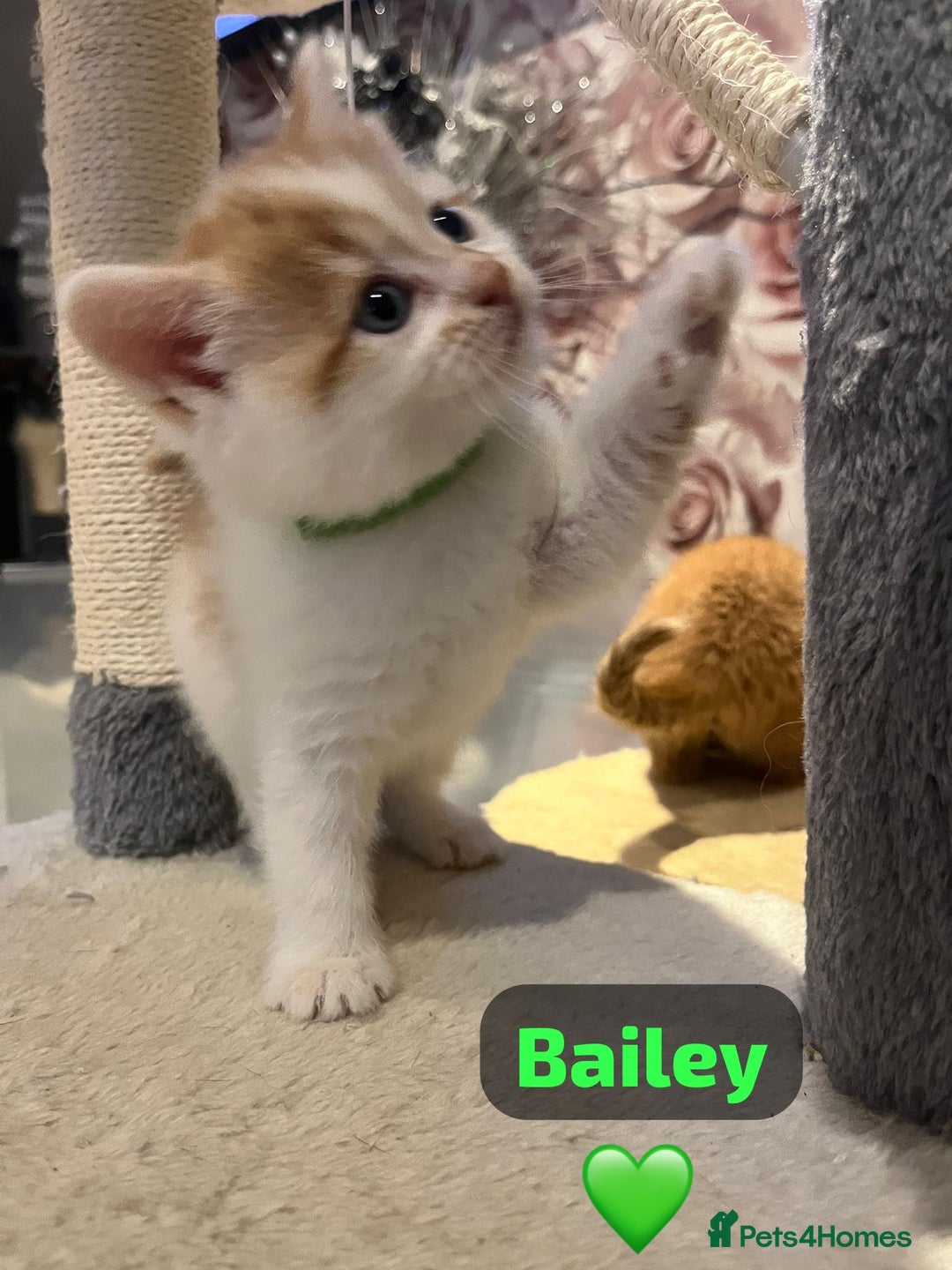 Mixed Breed cats for sale: 🐾 8 Beautiful kittens….🩵🩷 - Advert 14