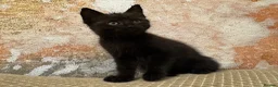 Mixed Breed cats for sale: The most amazing kitten - Advert 8