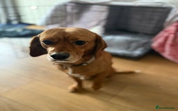 Beaglier dogs for sale: Beaglier needing new home - Image 11